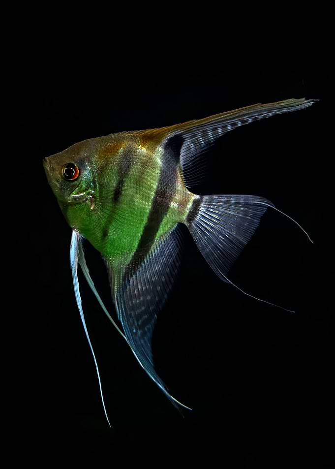 Pretty Angelfish