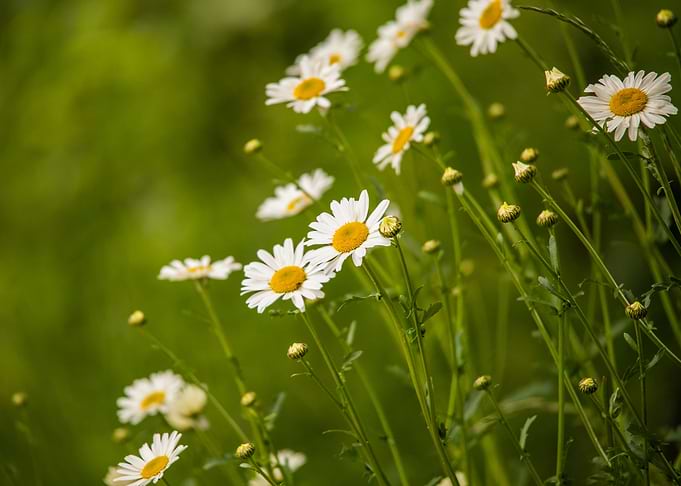 Giant Daisies