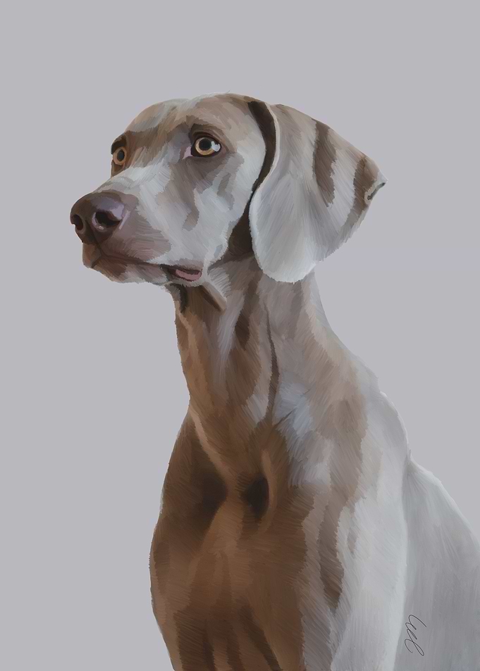 Weimaraner