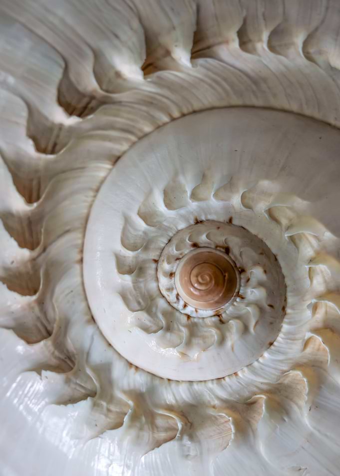 White ornamented shell