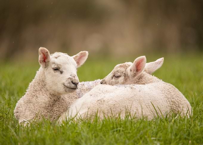 Spring lambs