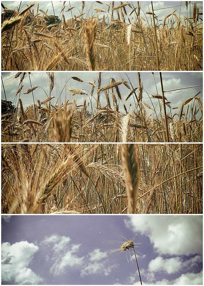 View into a cornfield