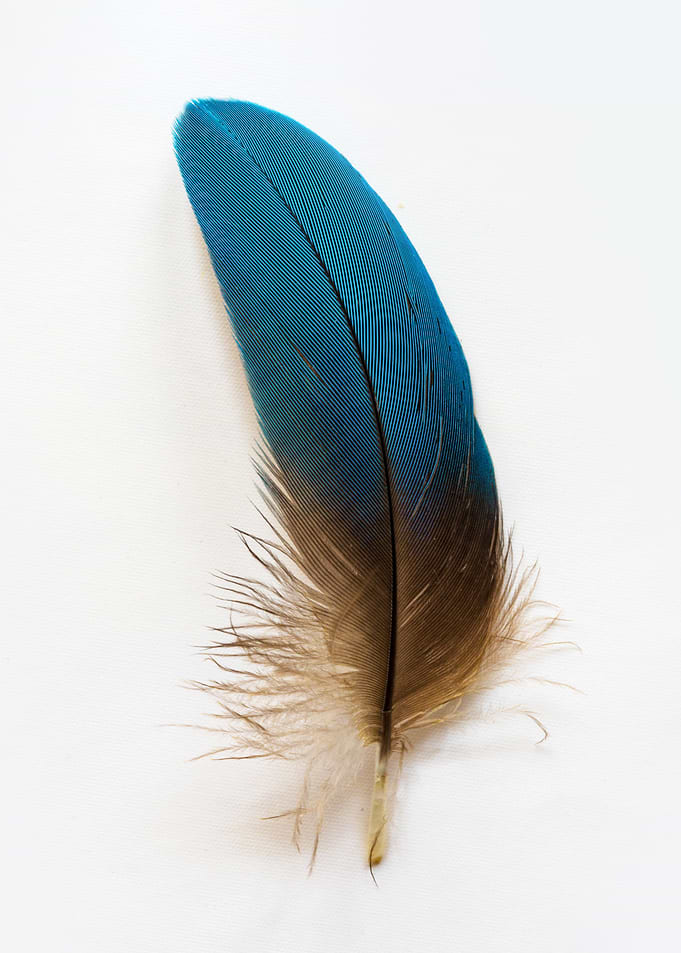 Blue feather