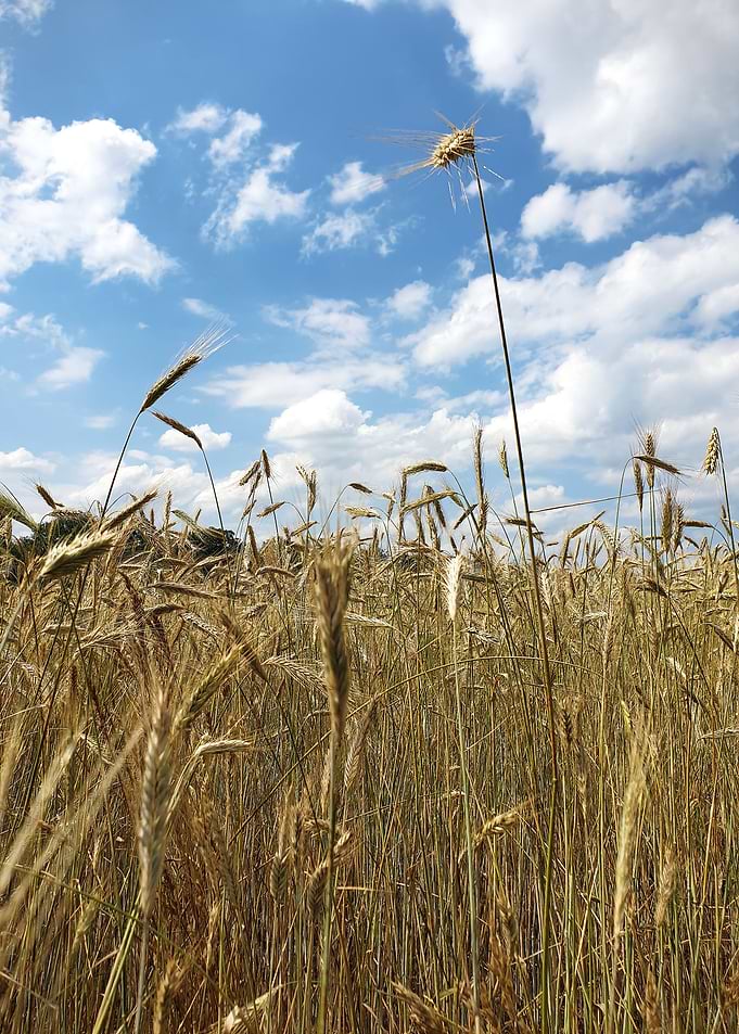 cornfield
