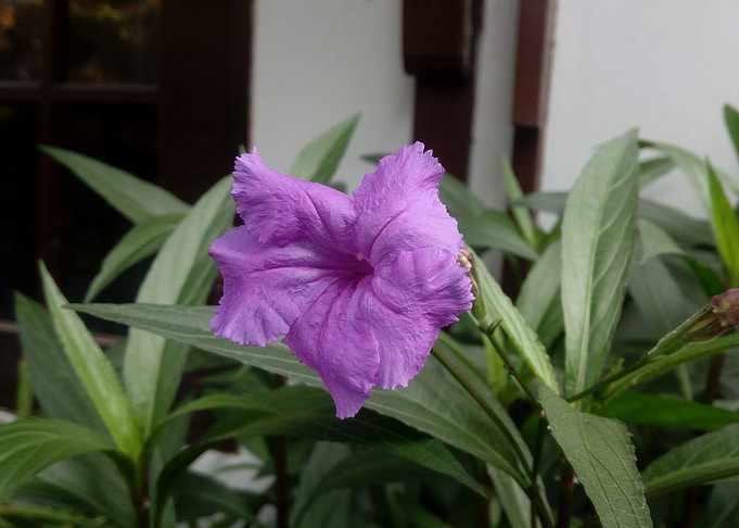 Trumpet flower