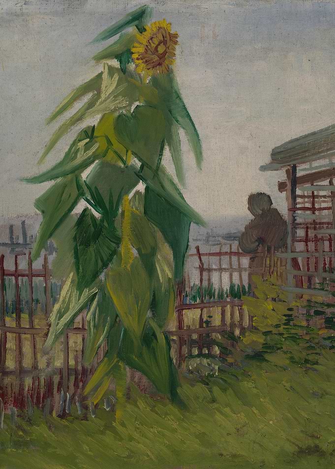 Moestuin met zonnebloem
