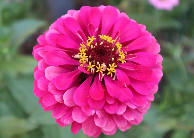 Flower 2