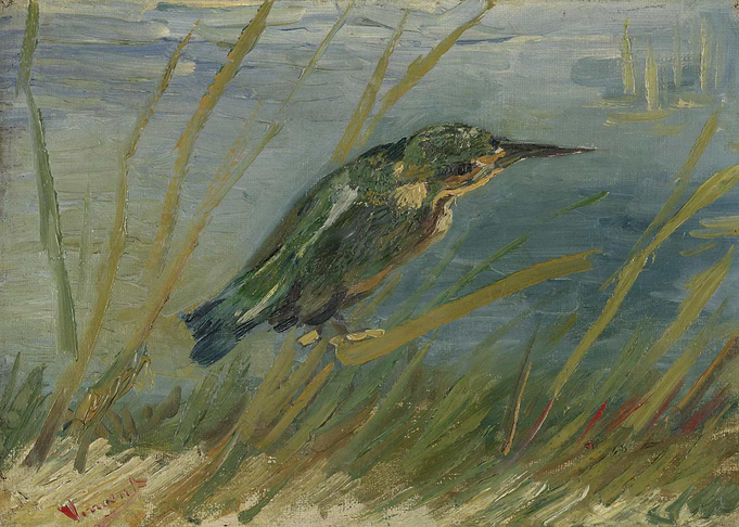 IJsvogel aan de waterkant