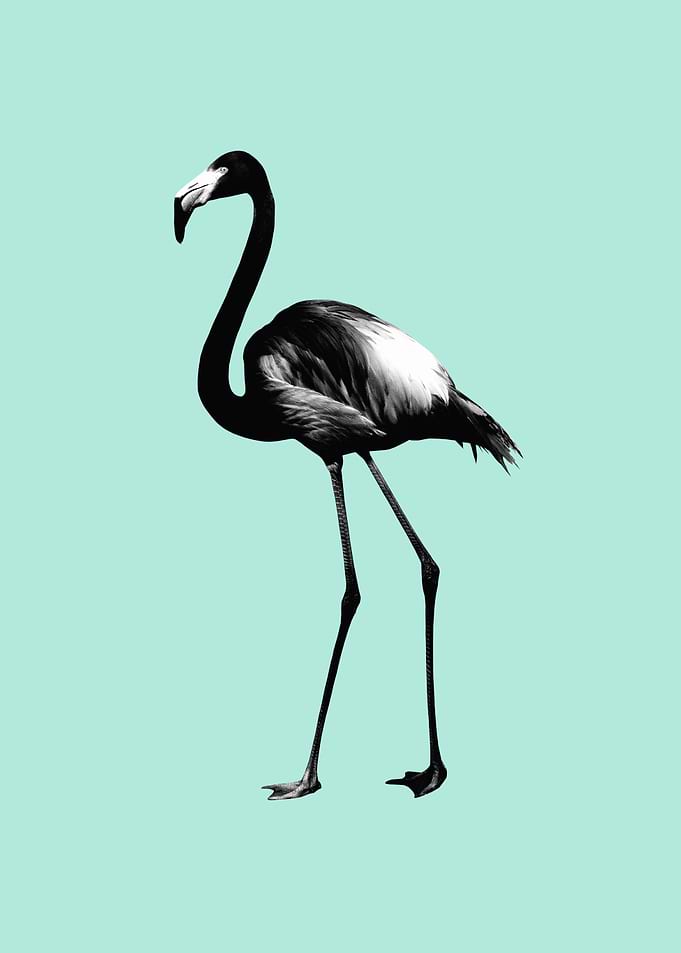 Black Flamingo on Mint 1