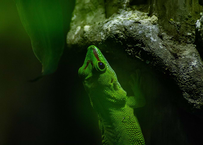 Lizard