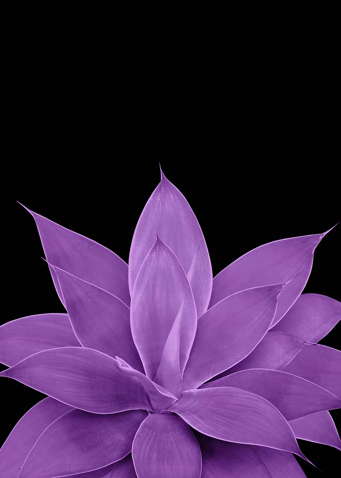 Purple Agave 1