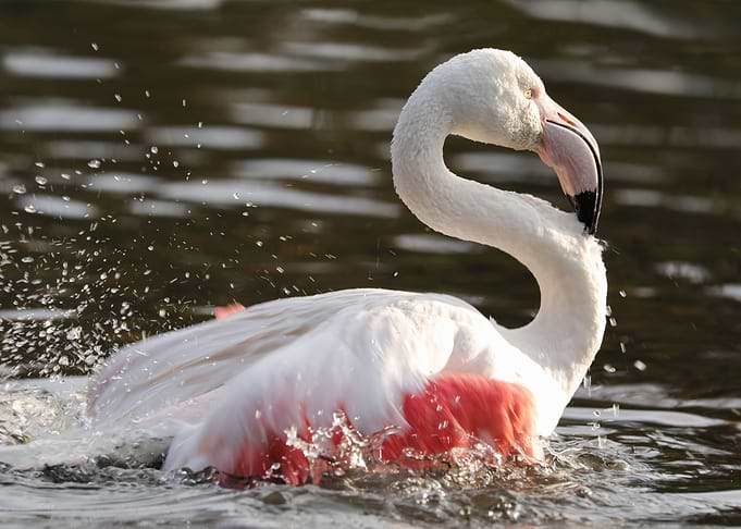 Flamingo