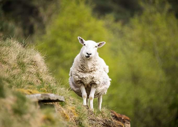 Curious Sheep
