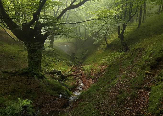 Deep in the Forest