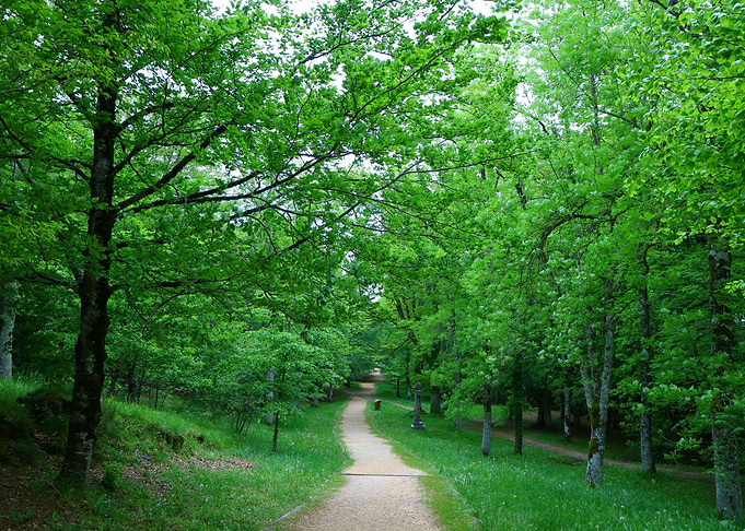 Forest Road