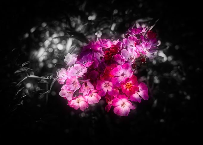 Flowers Colorkey