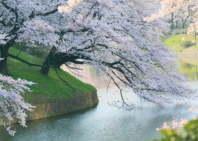 Spring tree