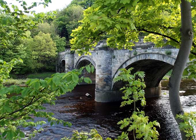 Forest bridge