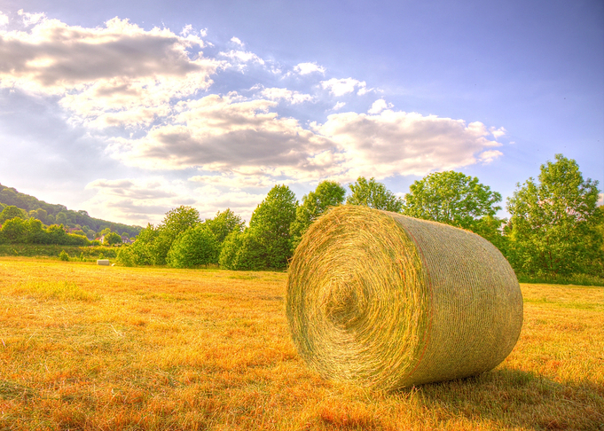 Fields