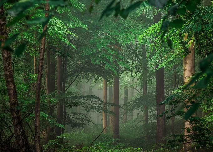Deep in the Forest
