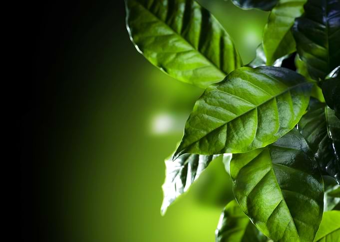 Green Leaves Artwork