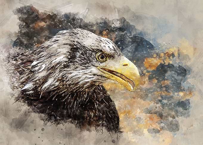 White Tailed Eagle Paintin