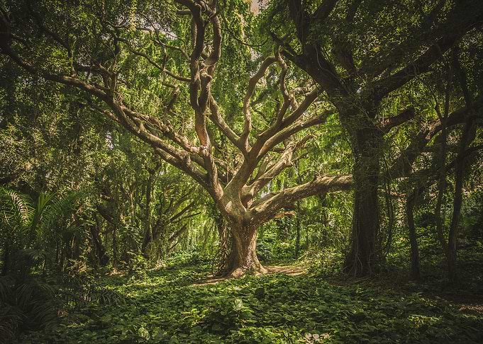 Old tree