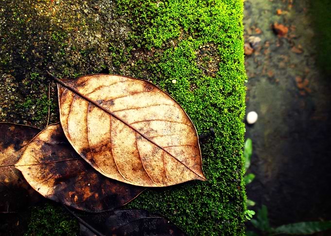 Leaves art
