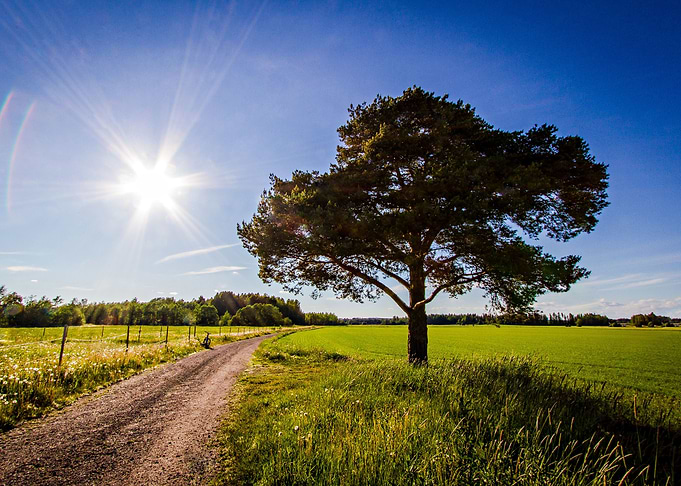 Field Road