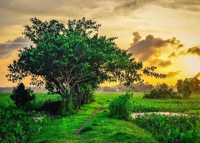 Field Sunset
