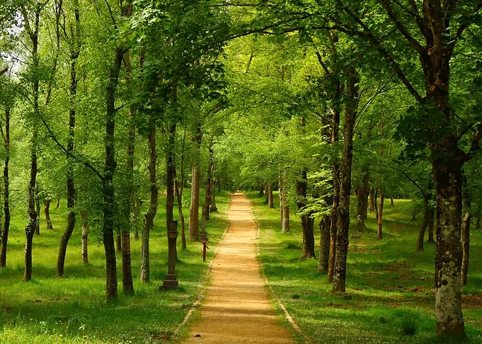 Forest Road