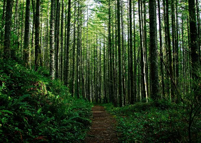 Forest