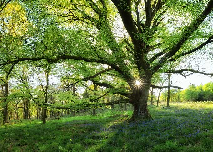 tree artwork