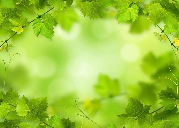 Green Leaves Artwork