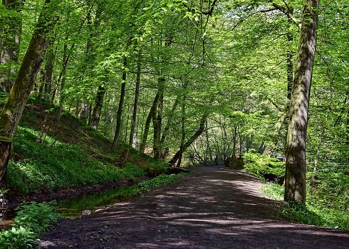 Forest Road