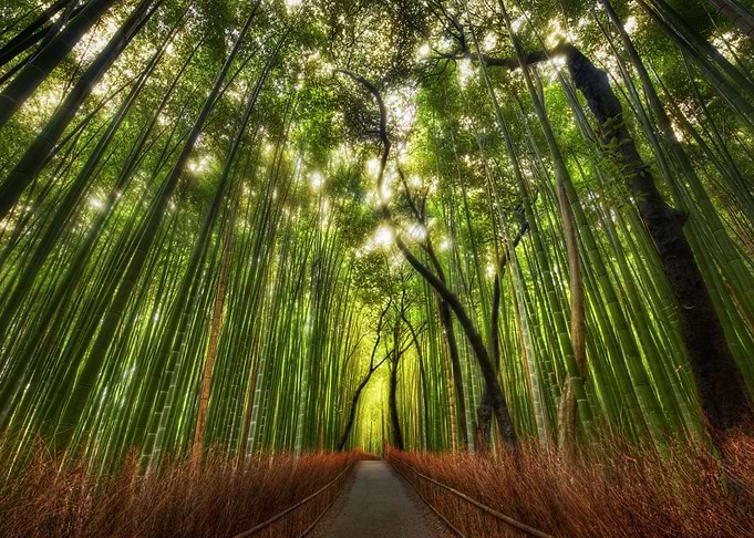 Forest Artwork