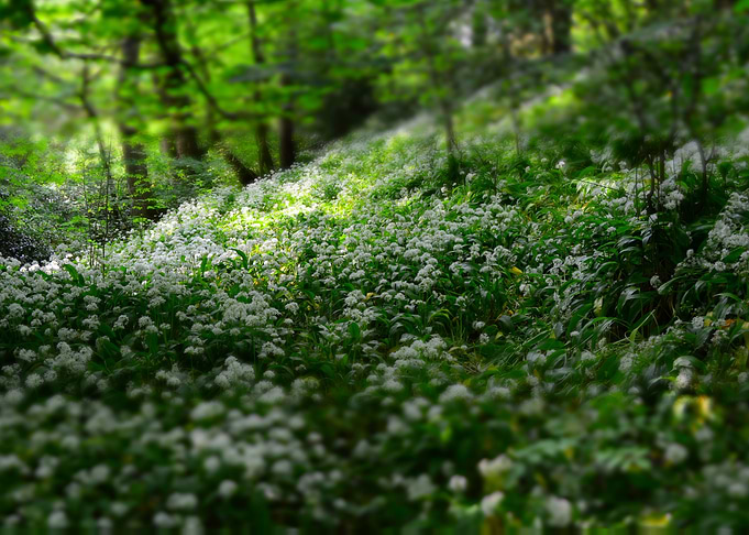 Forest field