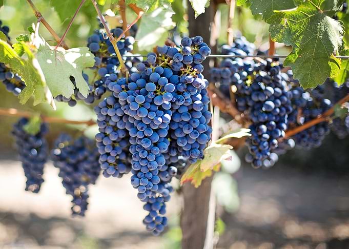 Grapes