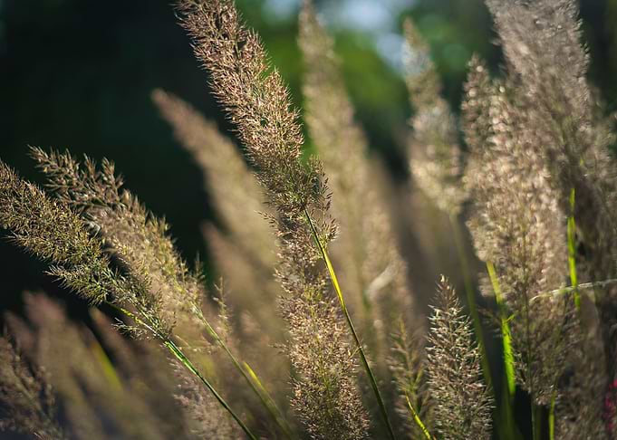 Long Gras