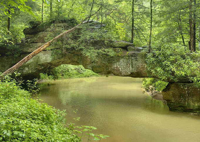 Forest River