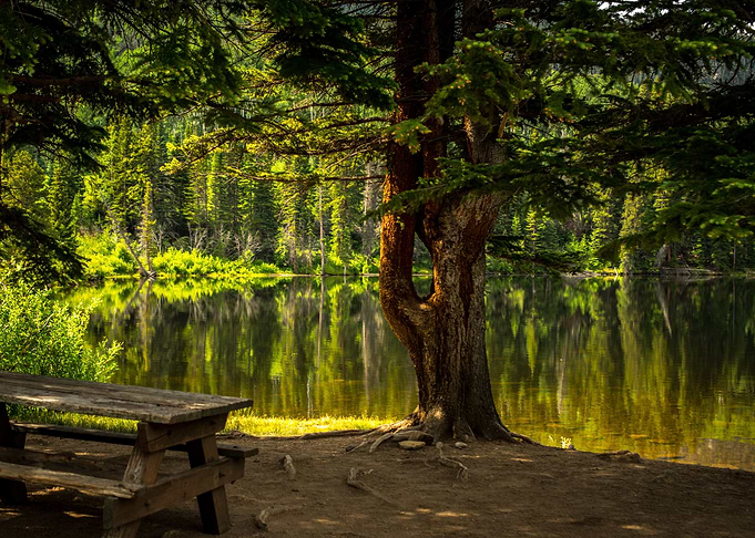 Forest River