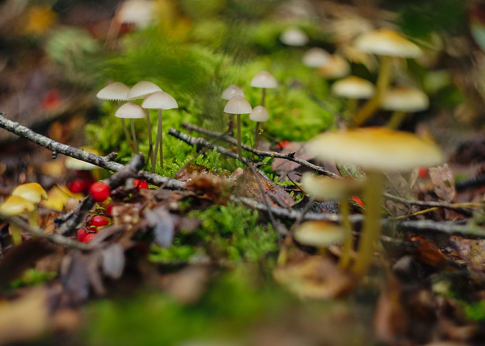 Autumn scene