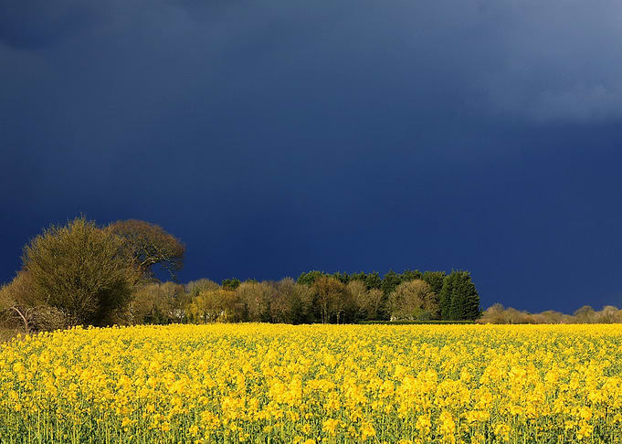 Nature landscape