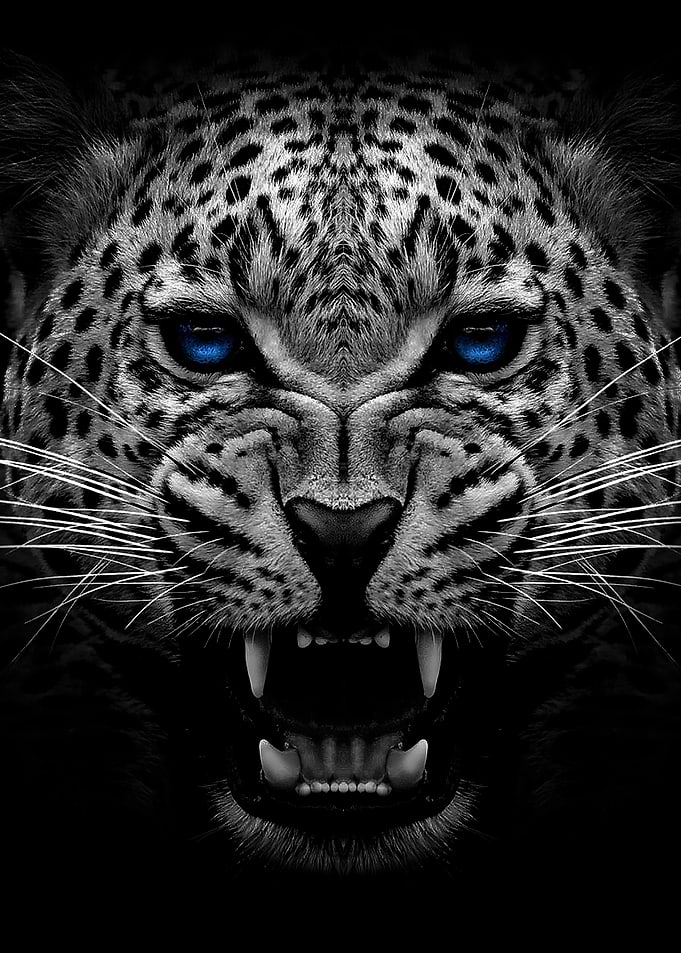 Angry jaguar face poster
