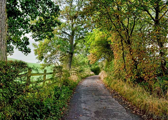 Forest Road
