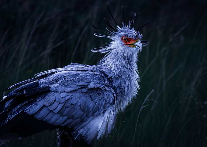 Ruffled Feathers