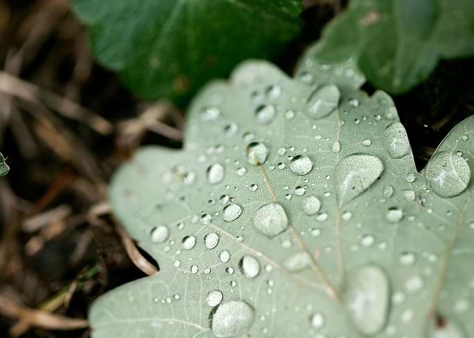 Leafs water drops macro hq