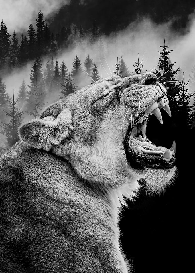 Angry Lion