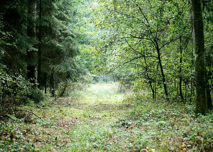 Forest road trip