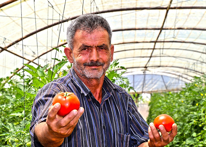 TOMATO MAN